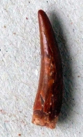 Siroccopteryx-moroccoensis