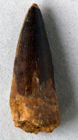 Spinosaurus-aegypticus-02