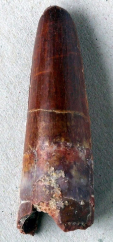 Spinosaurus-aegypticus-03