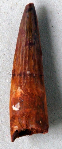 Spinosaurus-aegypticus-04