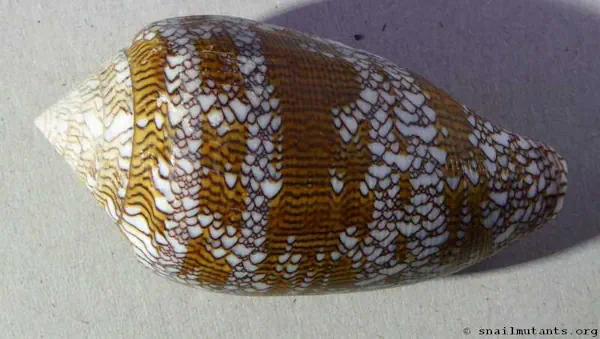 Cylider textile – kresba