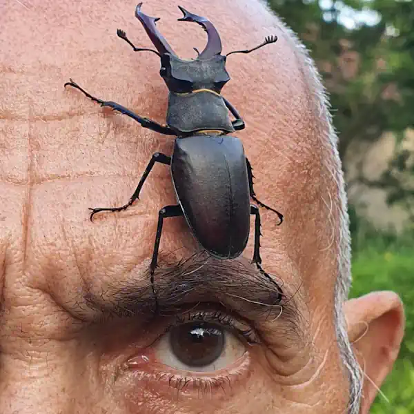 básně jxd ke koupi