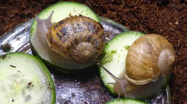 Strange_snail