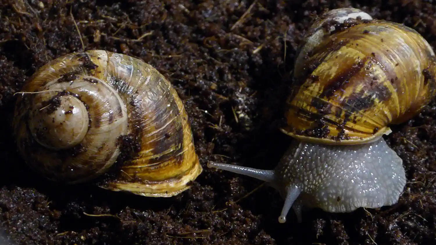 Strange_snail