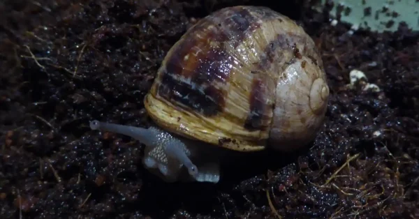 Strange_snail