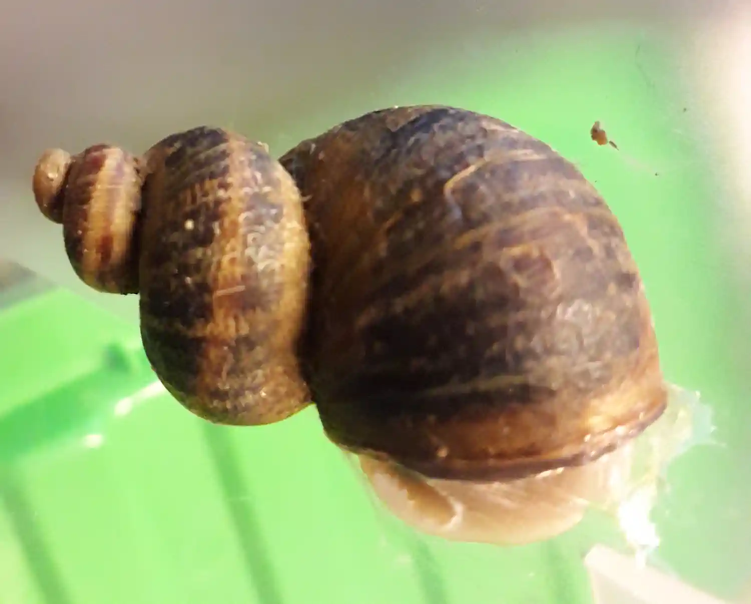 Strange_snail
