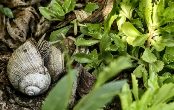 kopulace_Helix_pomacia