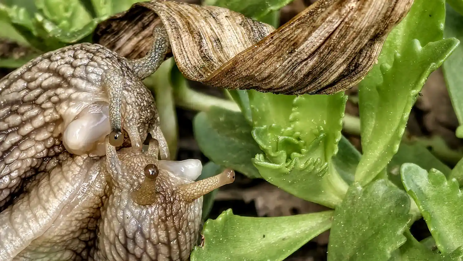 kopulace_Helix_pomacia