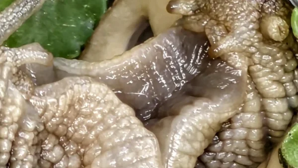 kopulace_Helix_pomacia