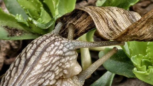 kopulace_Helix_pomacia