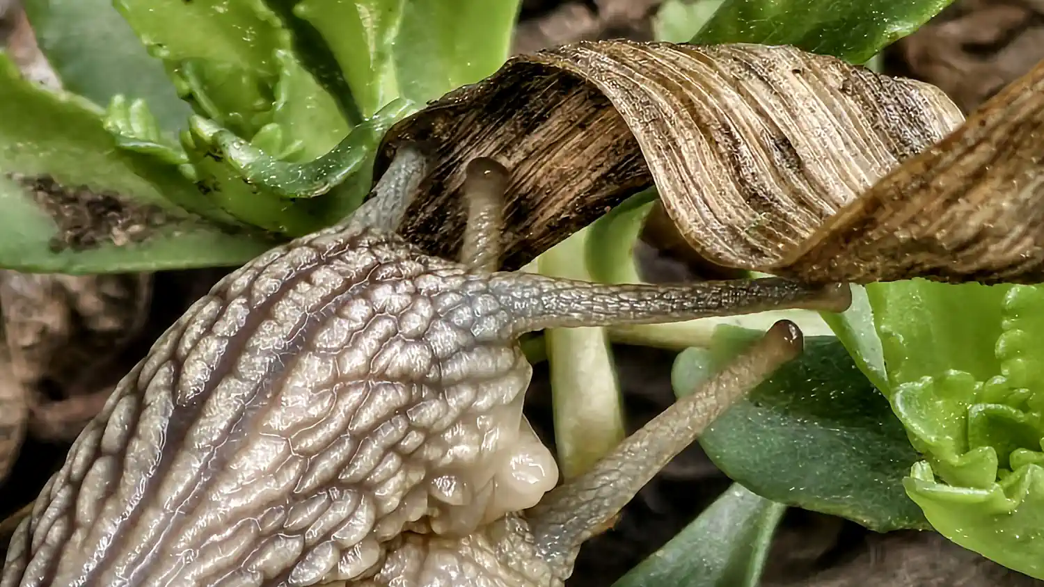 kopulace_Helix_pomacia