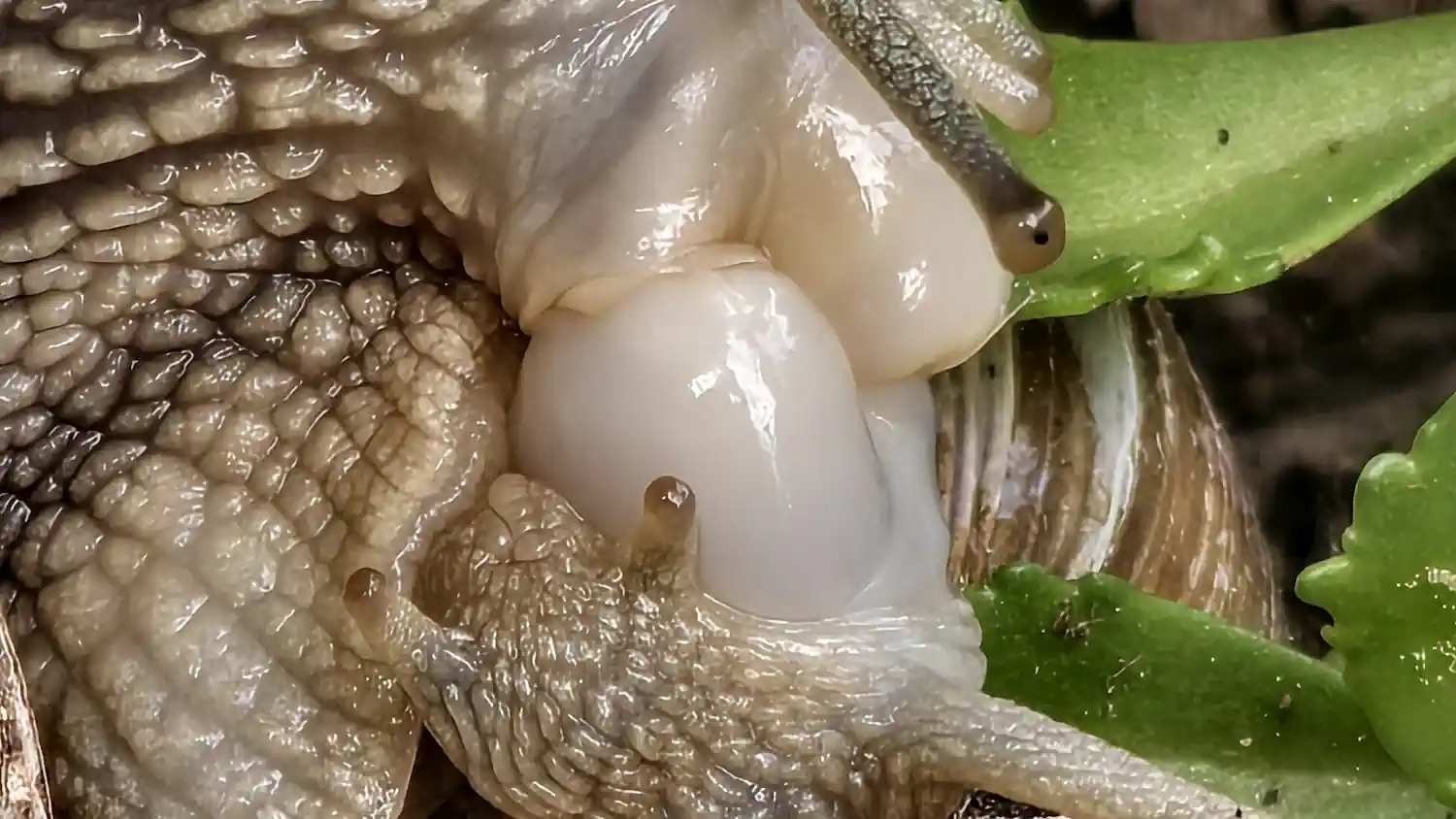 kopulace_Helix_pomacia