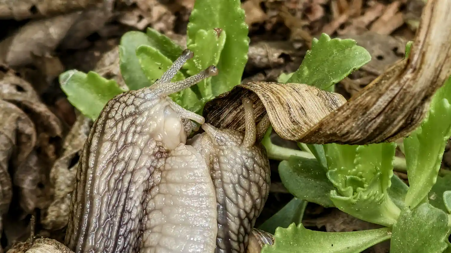 kopulace_Helix_pomacia
