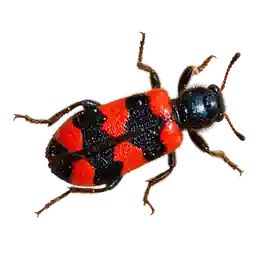 BIBUWAY