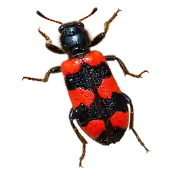 BIBUWAY