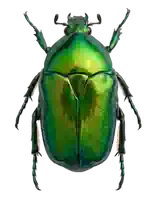 Bug Dance