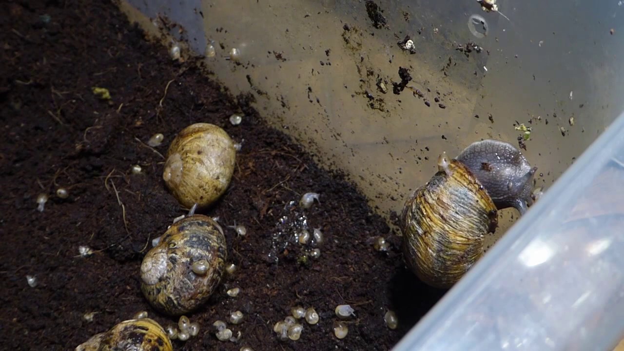 youtube zástupný obrázek