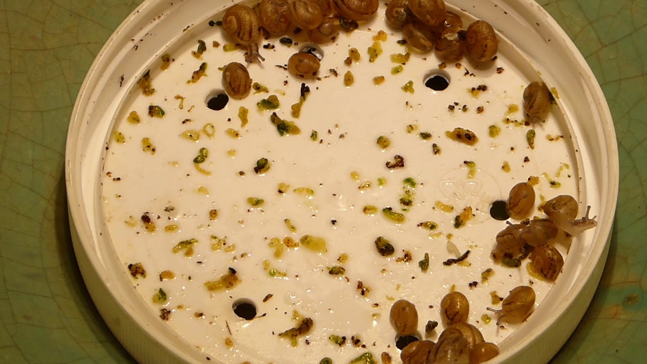 youtube zástupný obrázek