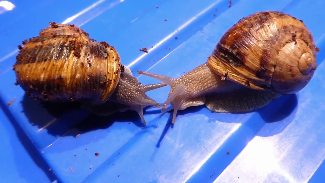 youtube zástupný obrázek