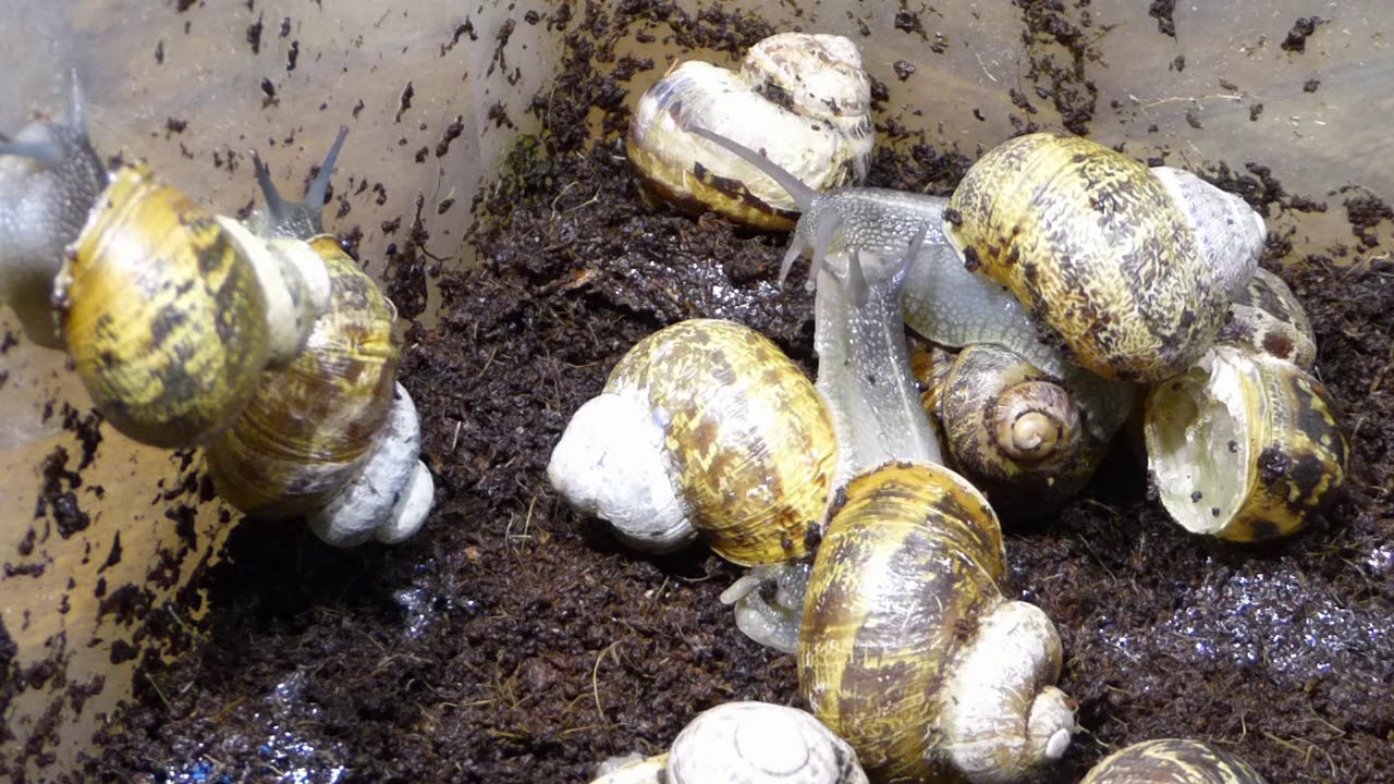 youtube zástupný obrázek