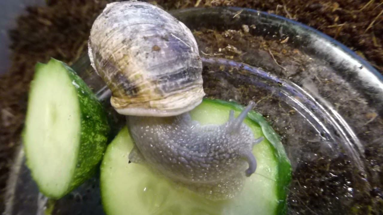 youtube zástupný obrázek