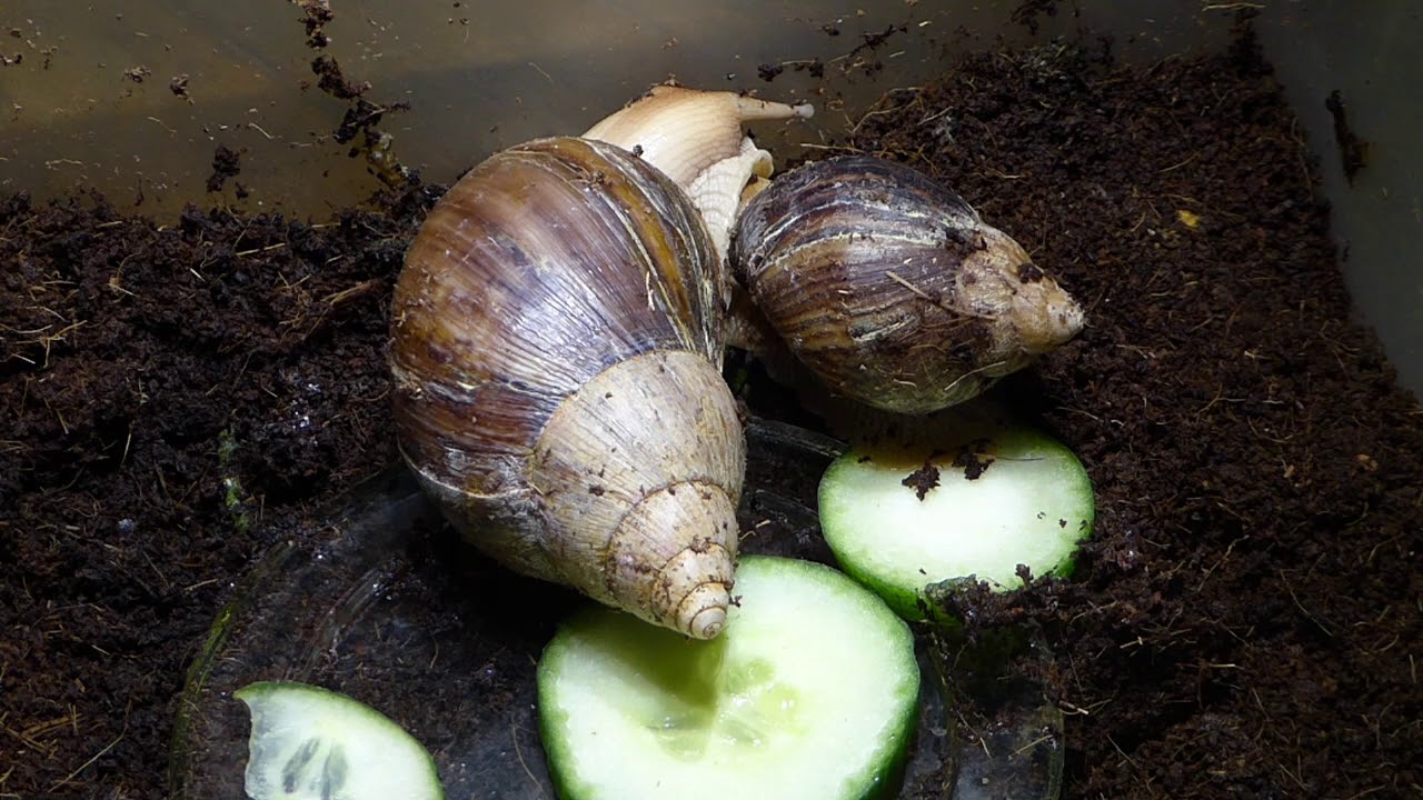 youtube zástupný obrázek