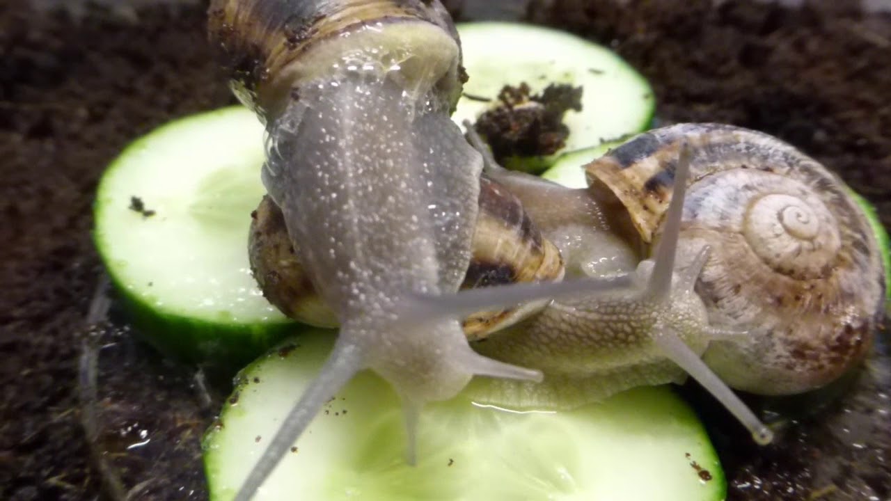 youtube zástupný obrázek