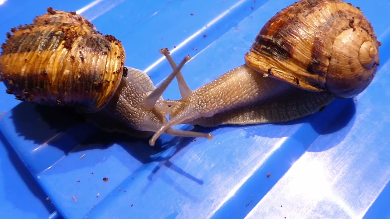 youtube zástupný obrázek